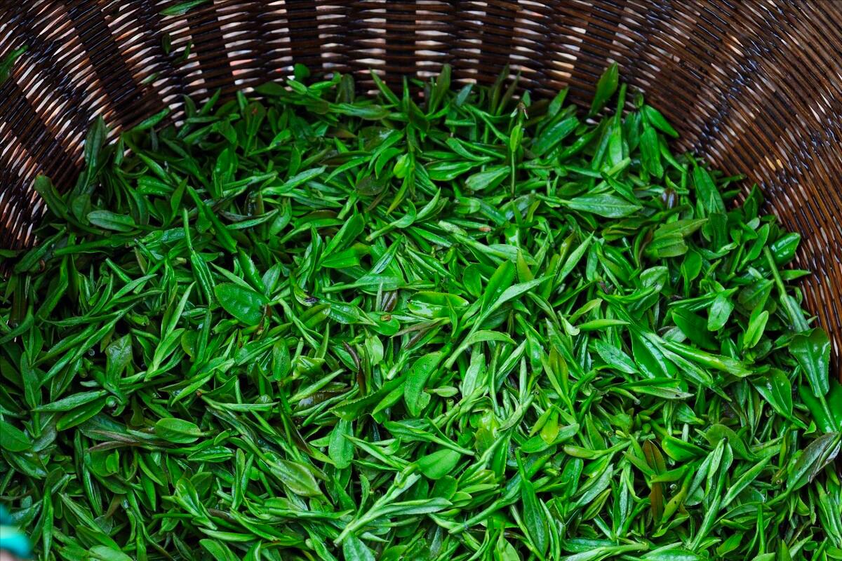 老茶友说只要茶好,西湖龙井很香吗