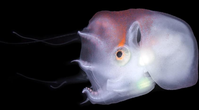 高智商章鱼：幸亏产卵后“自杀”，不然大概率会成为“海洋霸主”