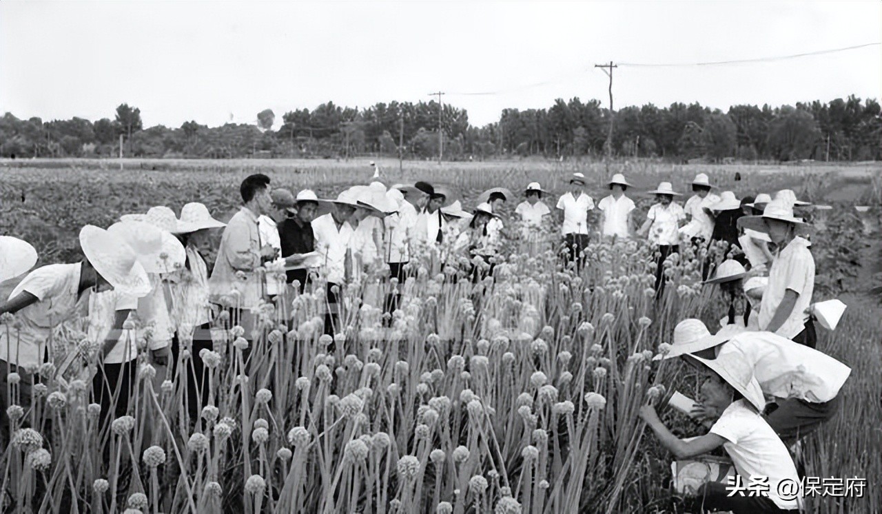 河北保定古城老照片,四十年前的保定老照片