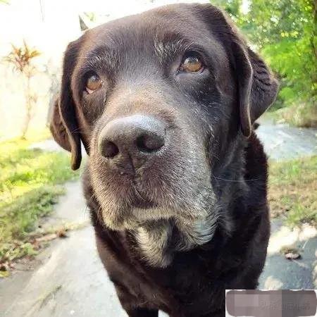 养了15年的狗突然不认识了,成年狗养了3天能找到家吗