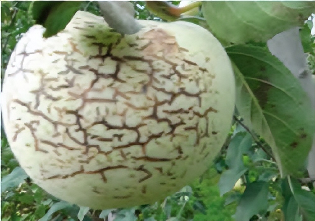 套袋苹果裂纹重原因及防治方法,套袋苹果为什么会有干疤