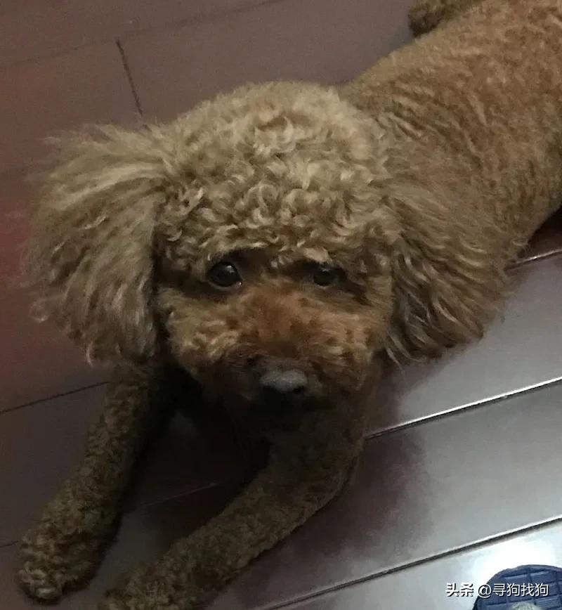 无锡同城寻狗泰迪,无锡市梁溪区有偿寻找泰迪犬