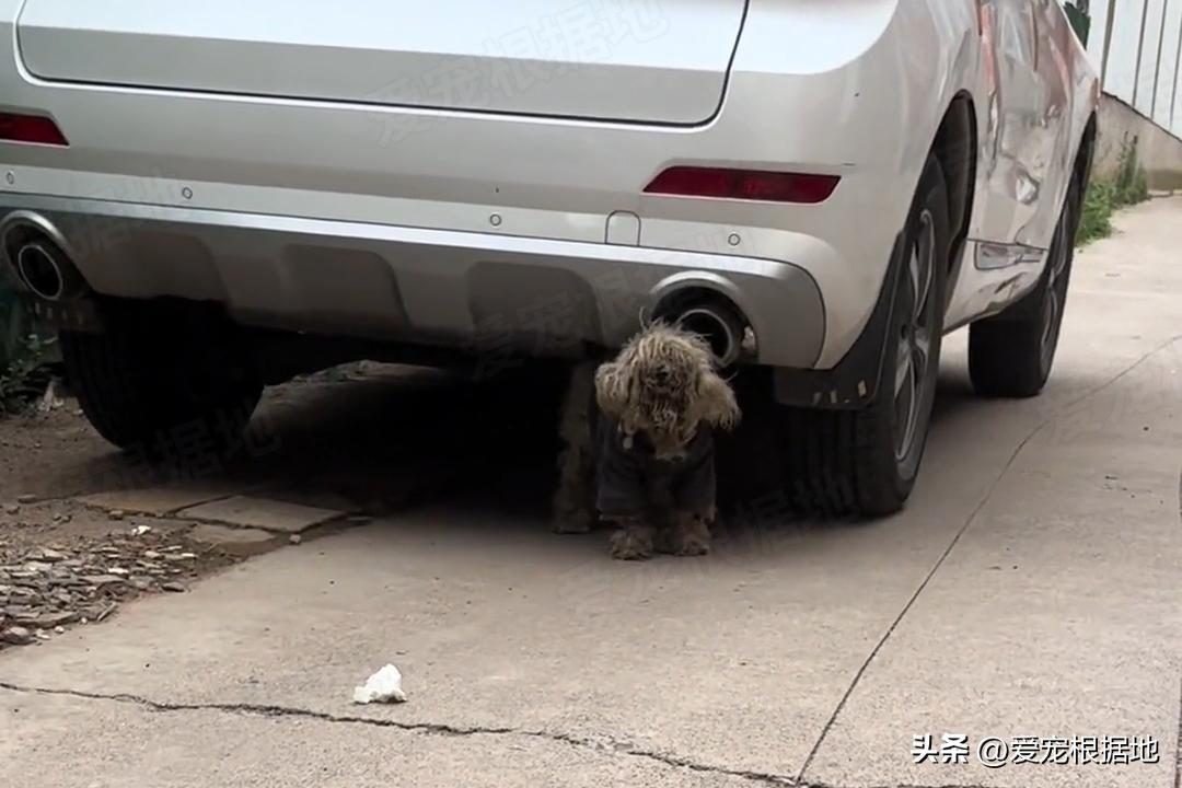 走失5个月的比熊身上还穿着棉袄,走失比熊回来了