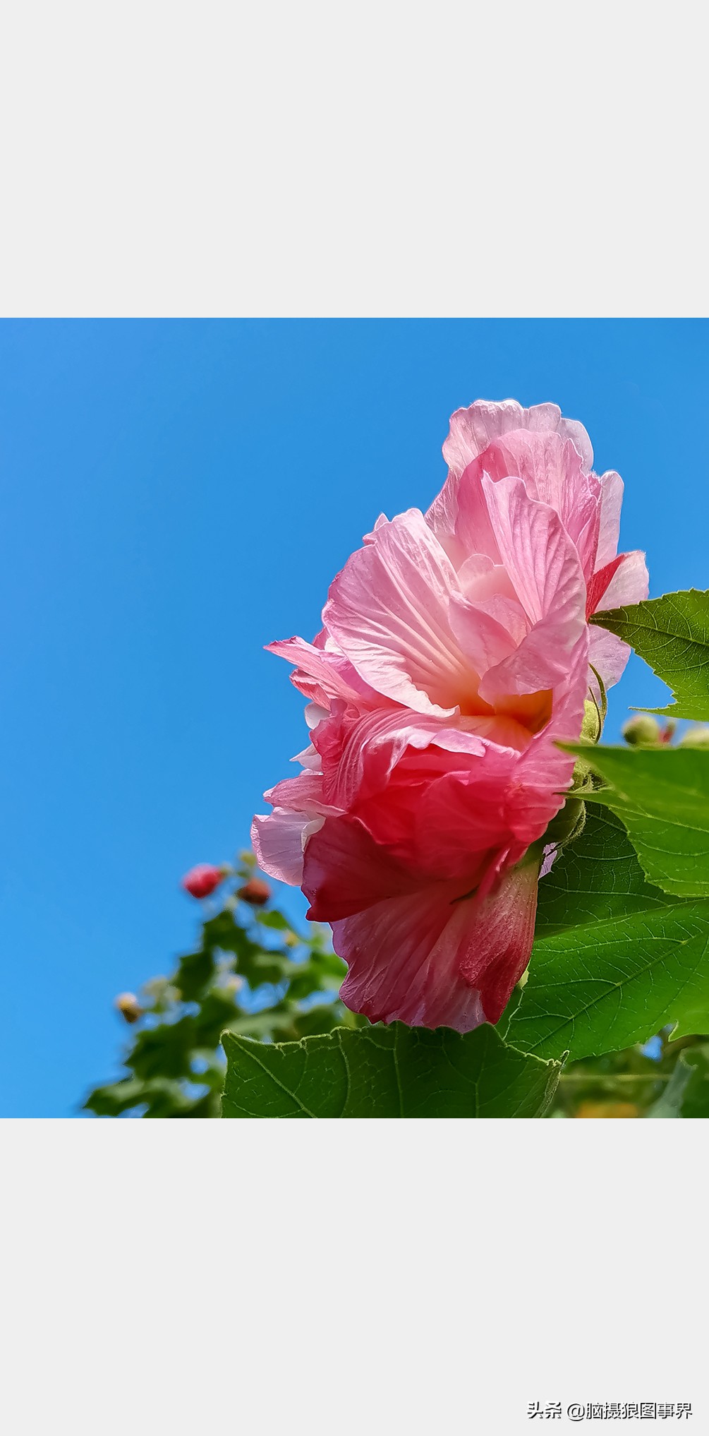 手机拍照不清晰怎么才能拍的好看,vivo手机拍照模糊怎样才能变清晰