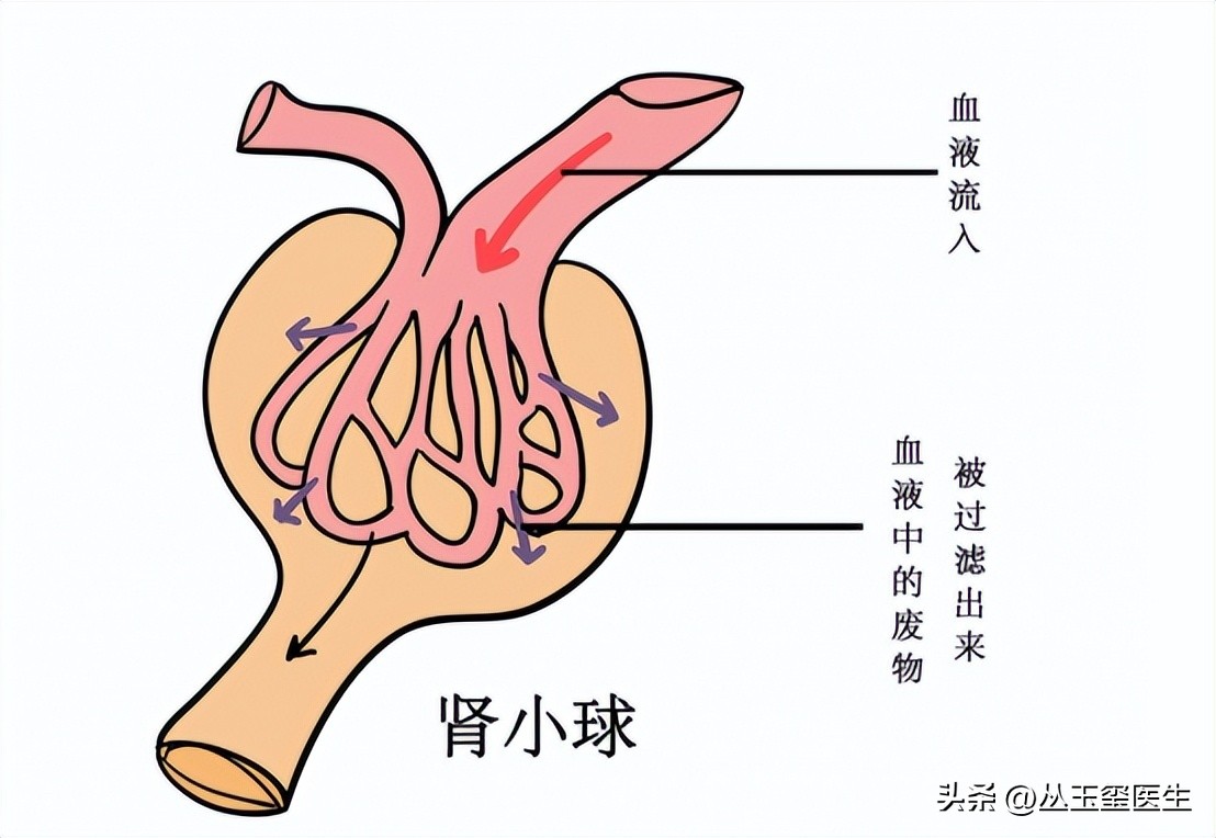 尿毒症死亡主要原因-心血管疾病，超声检查效果如何？