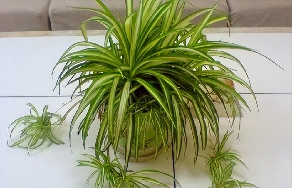 吸甲醛最好的3种花,盆栽吸甲醛推荐品种有哪些