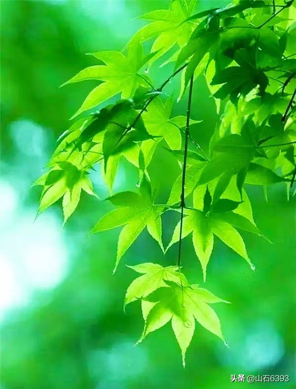 【战友美文】郭福成（天王福哥）：《*梦春**》（诗）