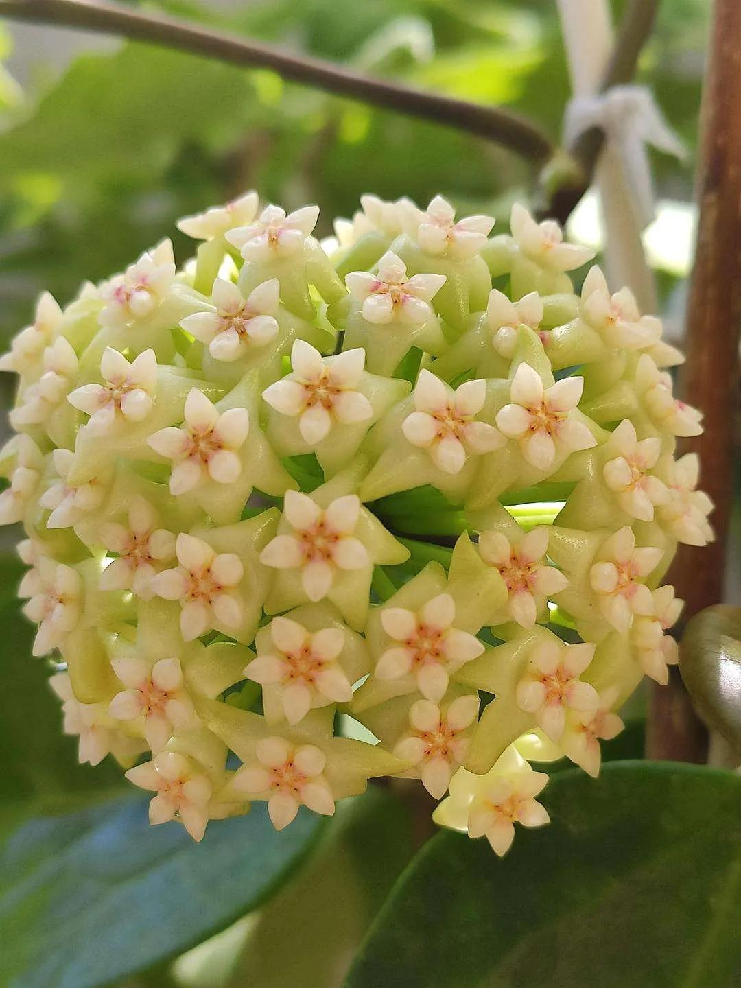 球兰花盛开瞬间,球兰花开完整版