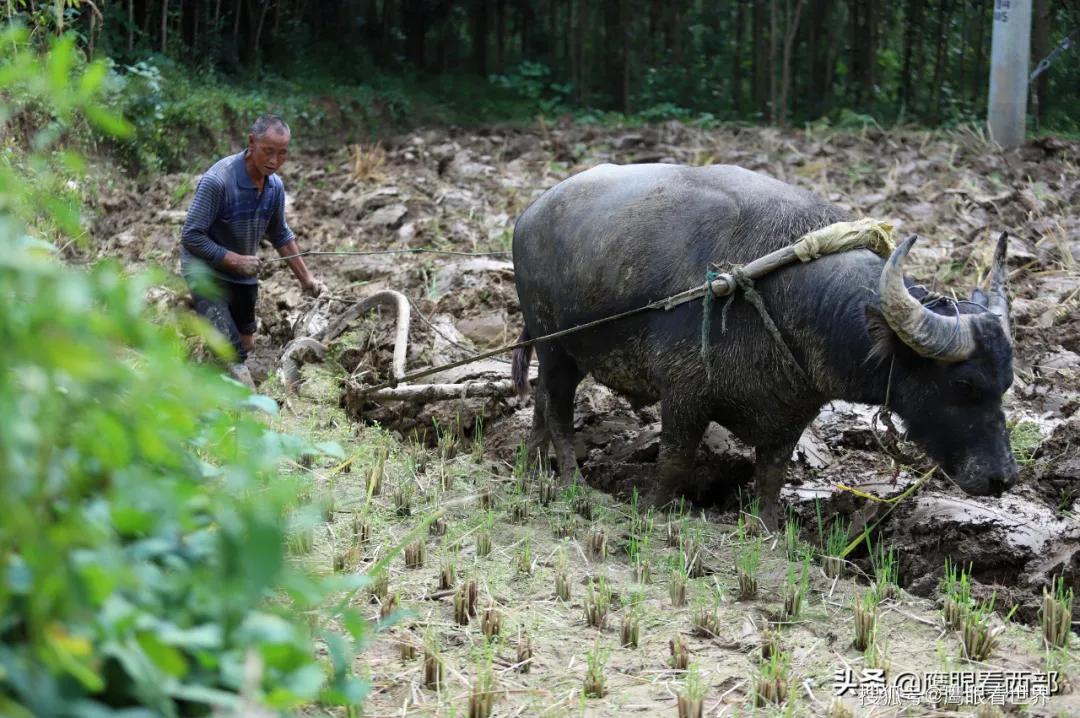 捉鱼捞虾的n种方式,黄梅县可以自己抓鱼捞虾的地方