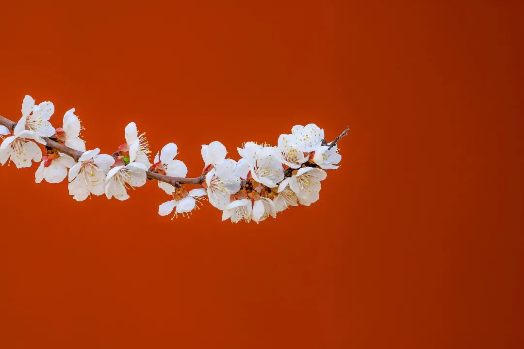 咏春最美诗词赏析,十首最美咏春诗词