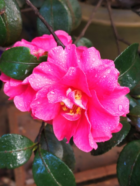 这6种花给点水就爆盆懒人必备,这4种花随便一养就爆盆