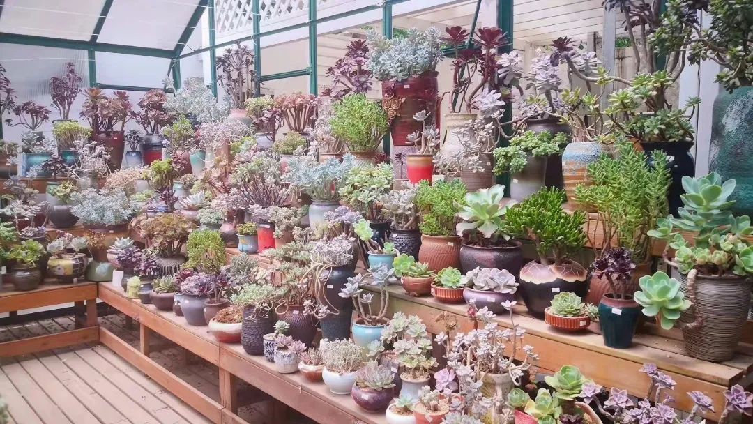 湖南“花二代”开园艺中心，线上一天卖花12万盆，年营业额超2000万元