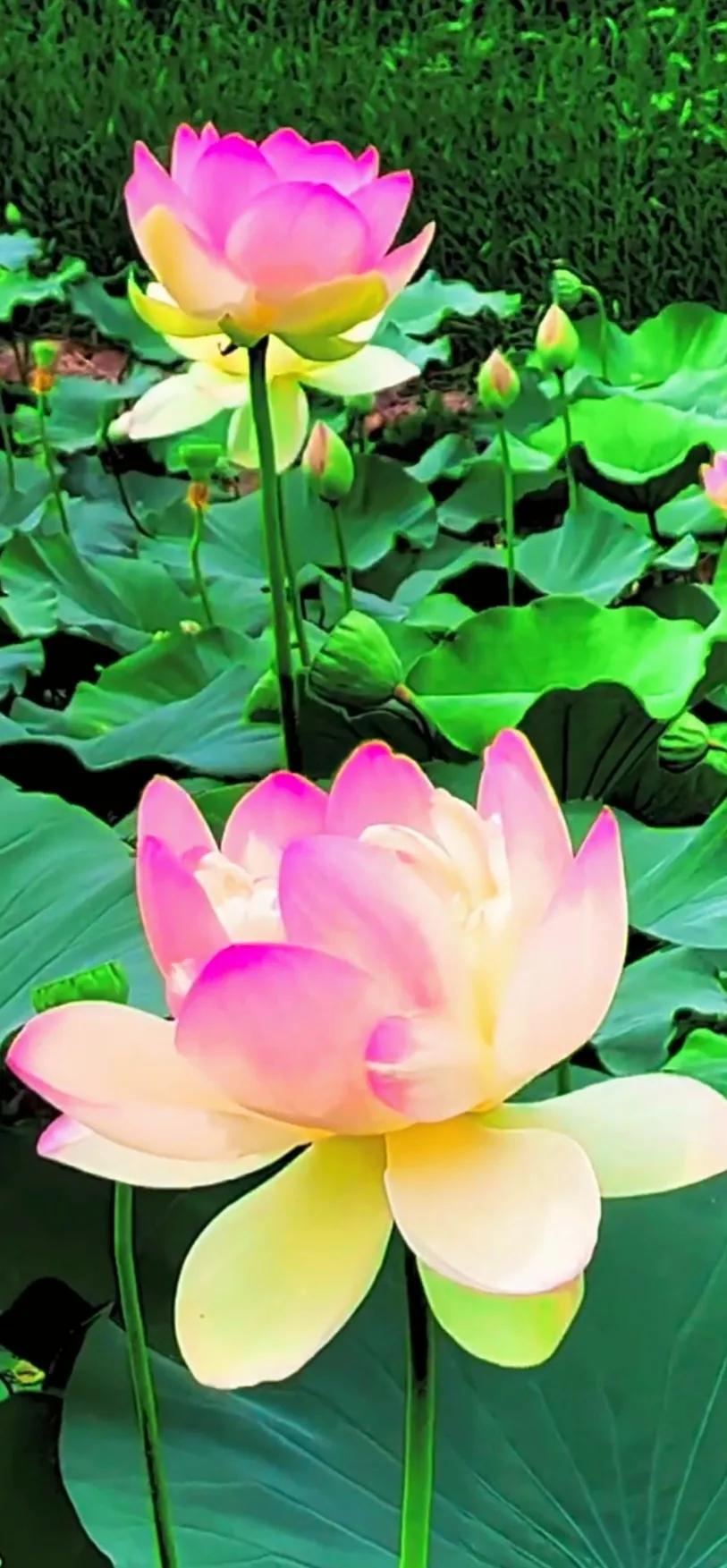 夏日美丽的荷花图片,荷花图片配上字映日荷花别样红