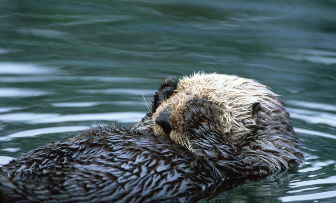 交配明明是为了繁衍后代,为什么雄性海獭,要将雌性折磨致死?