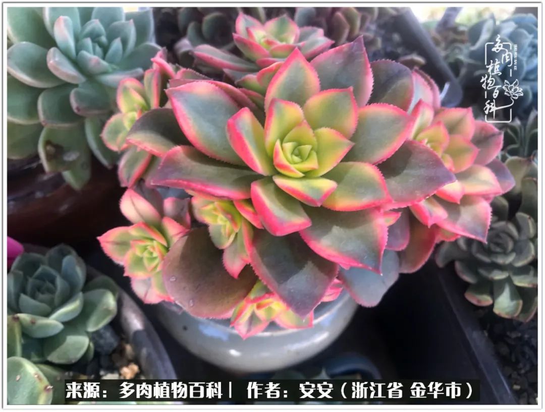 多肉法师花卉品种大全,多肉法师为什么叫法师