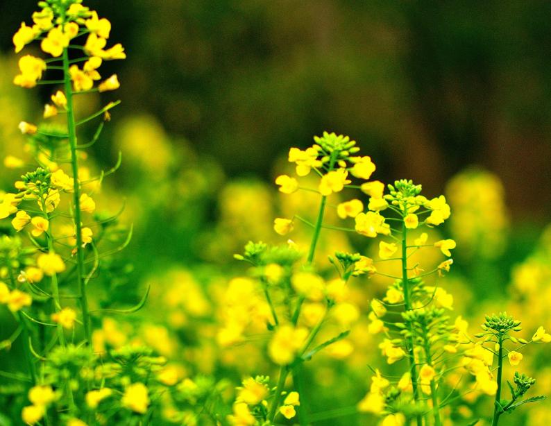 春分至燕归来下一句,春分至燕归来正是人间好时光