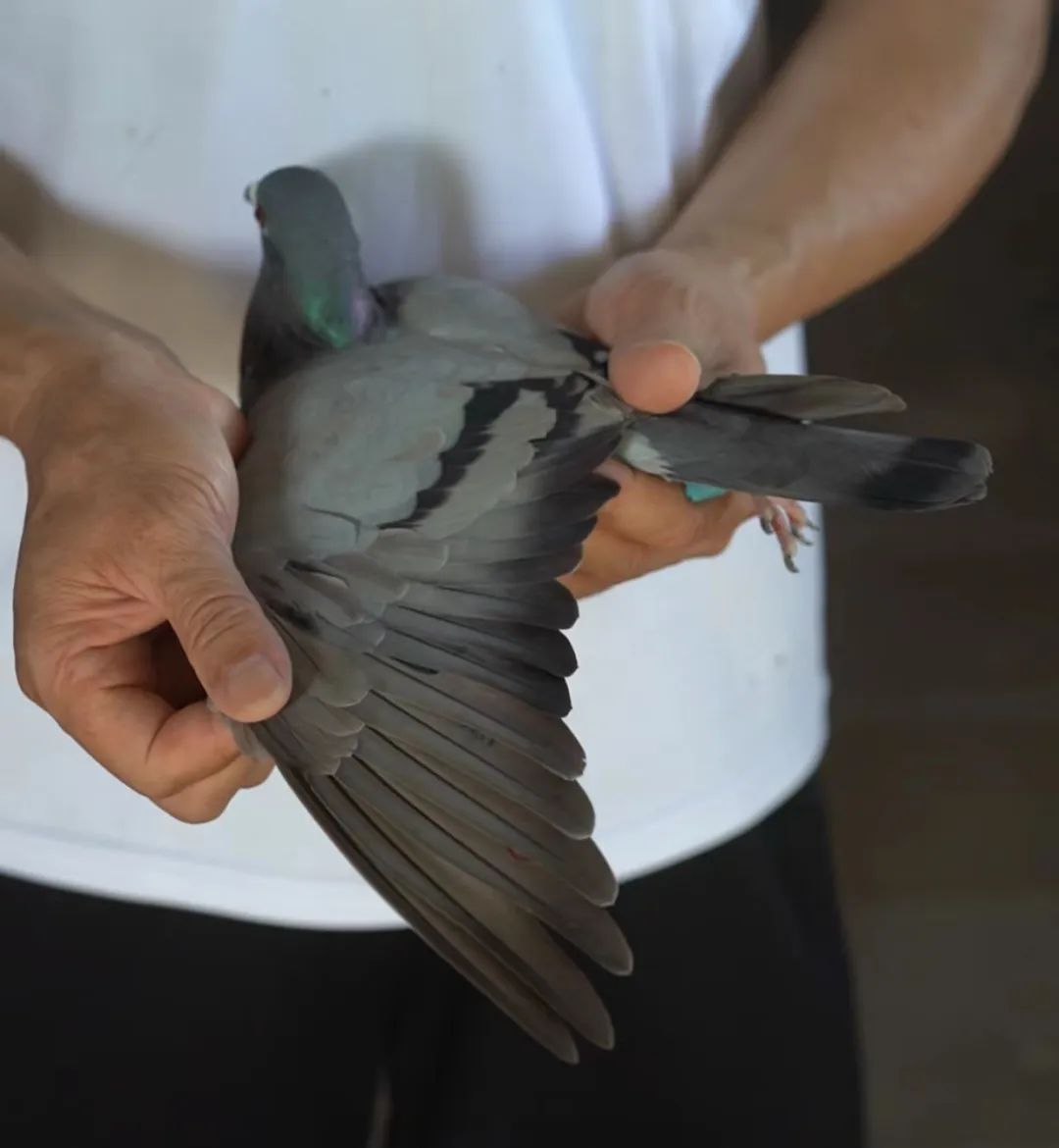 陋棚一样可以飞出“飞龙荣耀杯”13760羽总冠军，王志杭夺得亚军