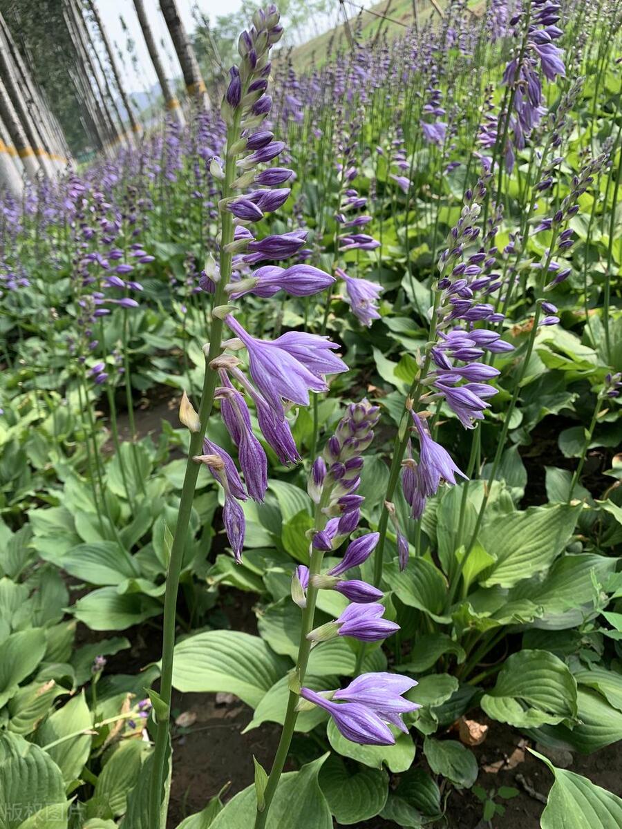 最耐寒耐热的庭院花,室外耐寒耐阴花排行榜