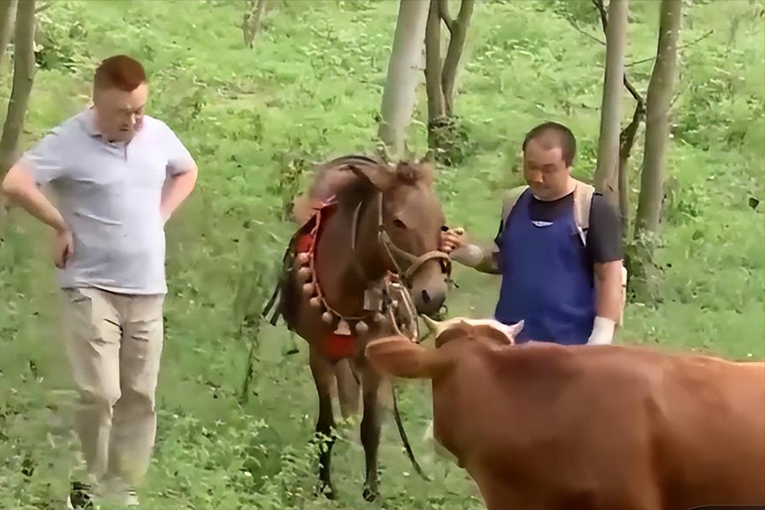 养十头黄牛三年能赚多少钱,养黄牛一年赚50万