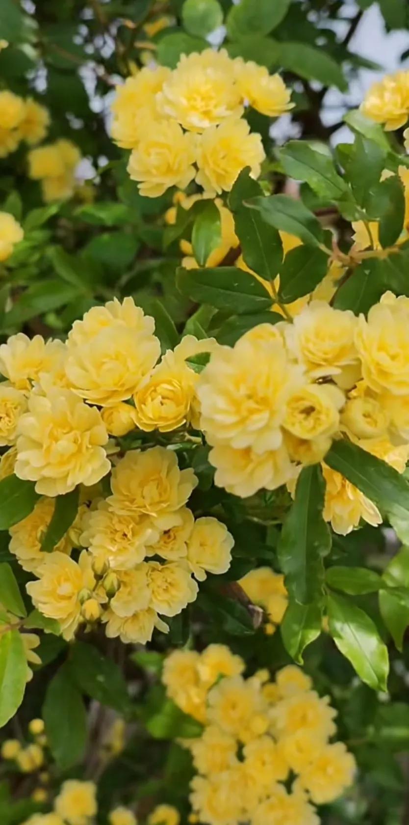 黄木香花的图片大全欣赏,怡人木香花图片欣赏