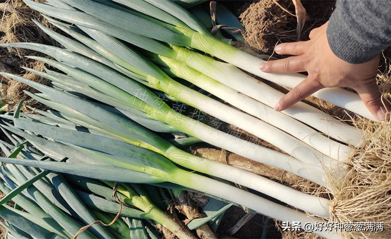 大葱种子怎么样,大葱种子和小葱种子的区别