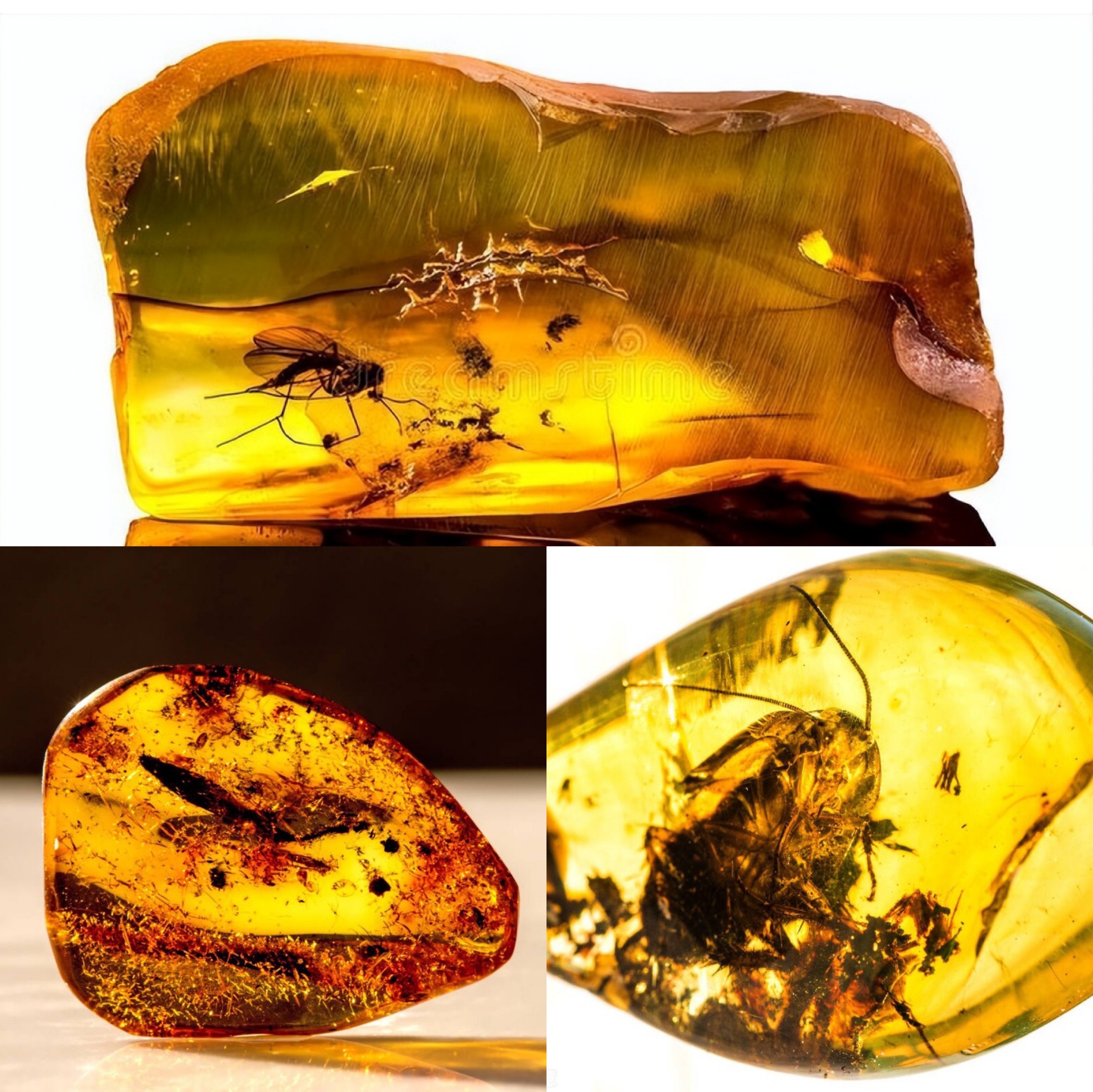 琥珀跟蜜蜡有什么区别哪个好,琥珀和蜜蜡是一样吗有什么区别