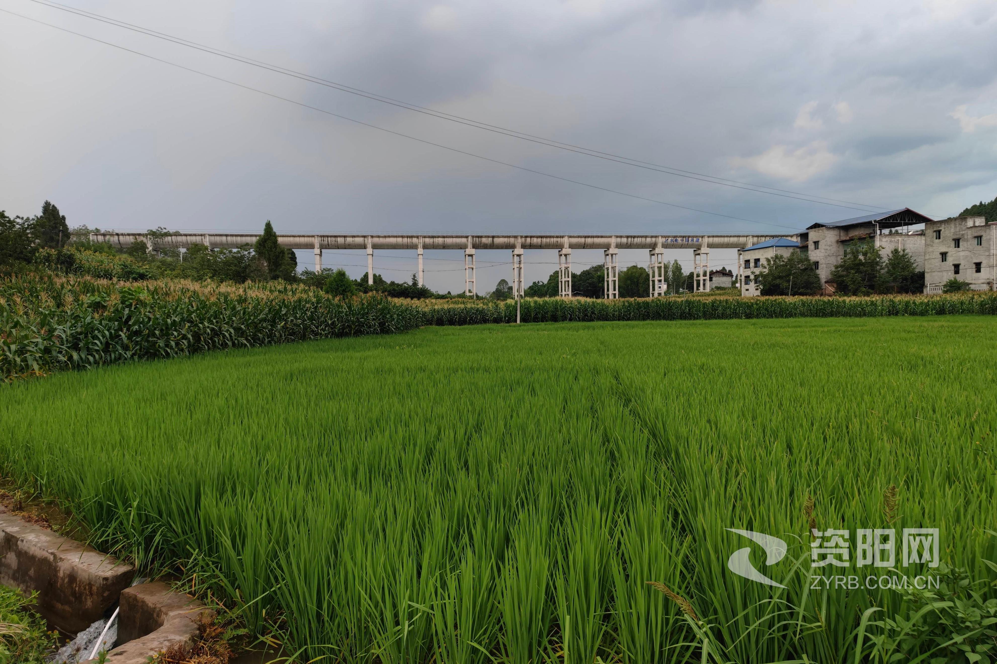 四川省乐至县成绩查询,乐至县2019取得的成就