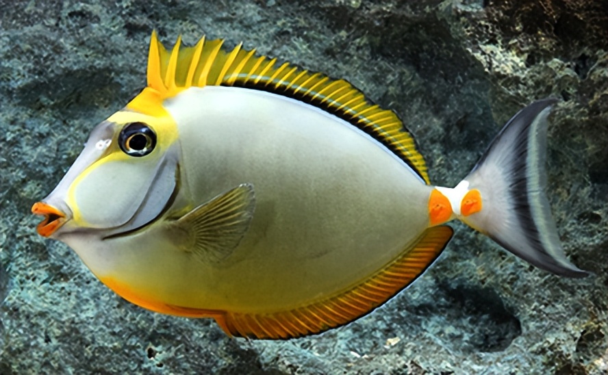 海缸入门花费多少,海缸入门推荐