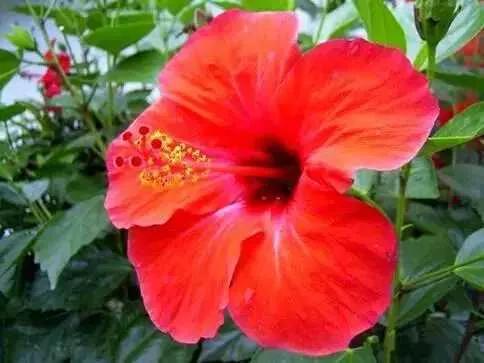 你不知道的国家冷知识斐济篇,斐济国家的生活是什么样的