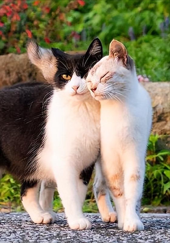 为什么母猫在交配结束后，会攻击公猫？