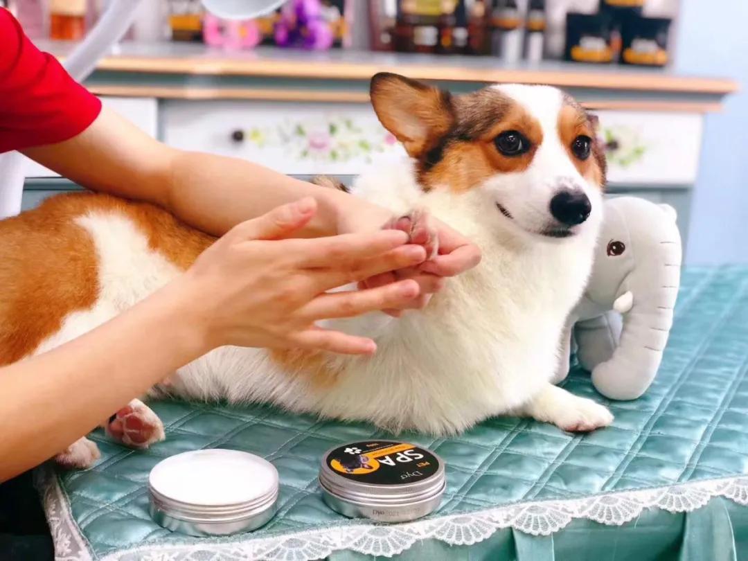 入驻门店近20000家，年增长超50%，Dyo用精致SPA“愉悦”万千宠物