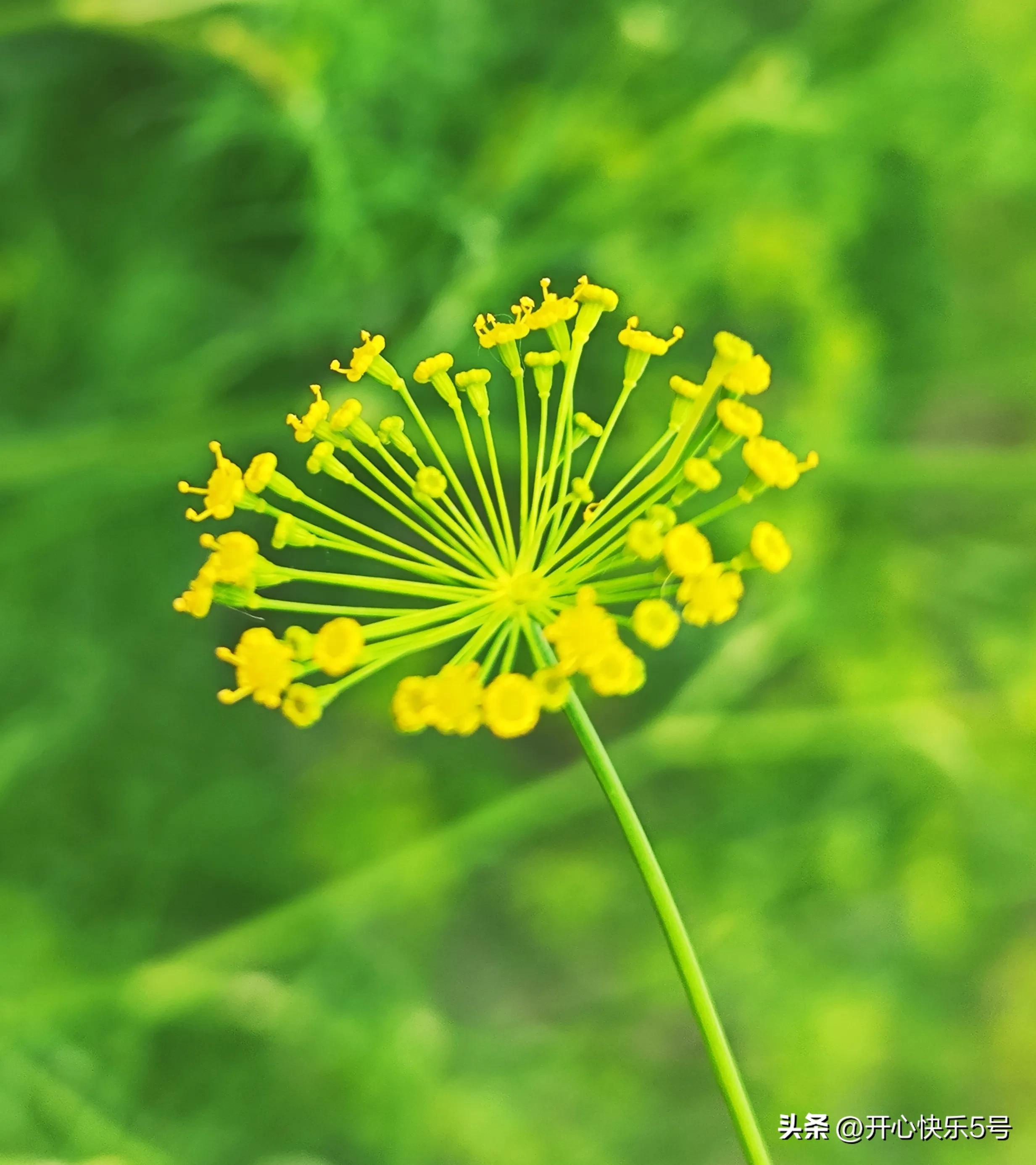 你可曾见过枯萎的玫瑰,你可曾见过什么