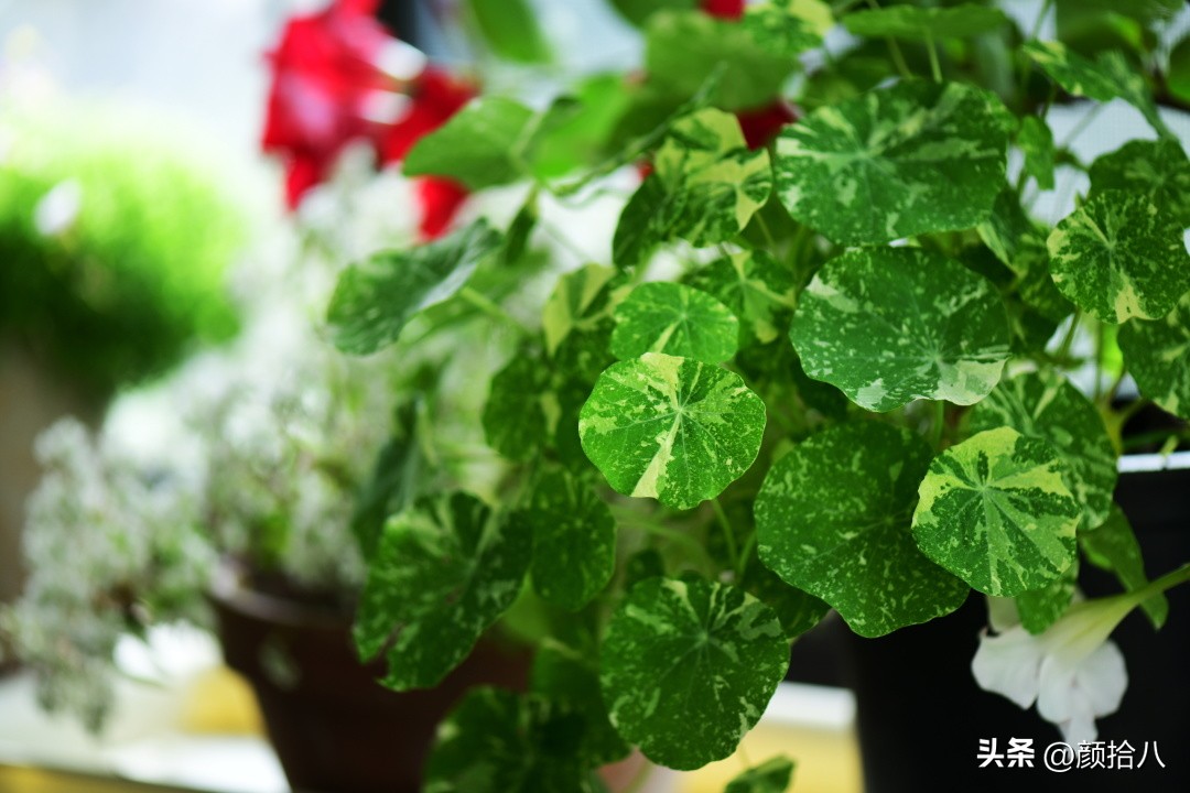 天冷怎么注意植物冻死,植物怕冷怎么过冬