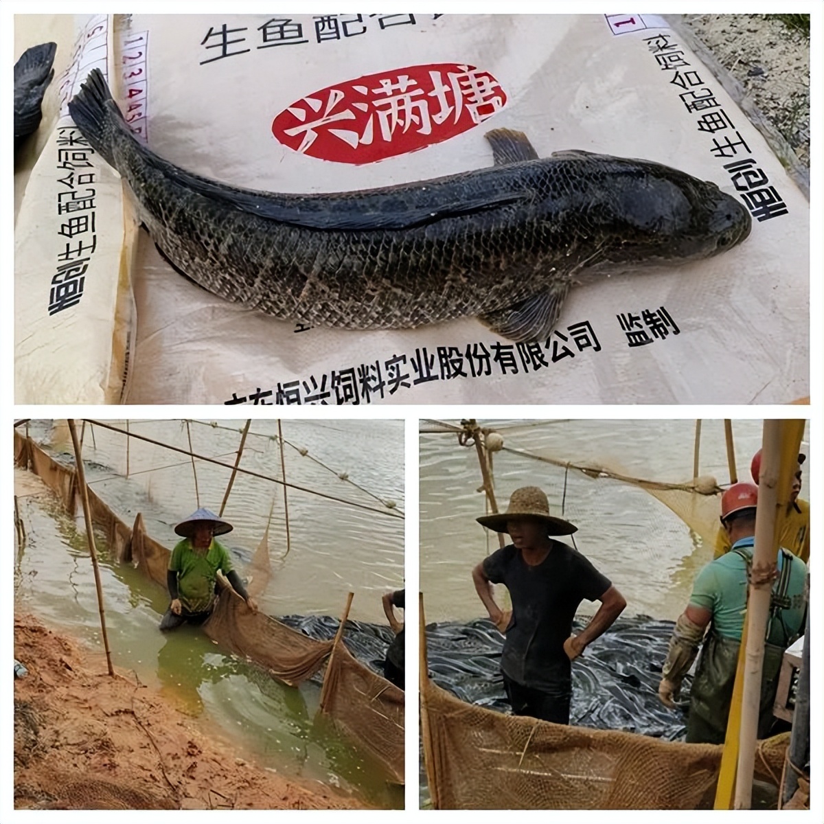 学生党养鱼新手入门技巧,养鱼技术与饲料配方大全