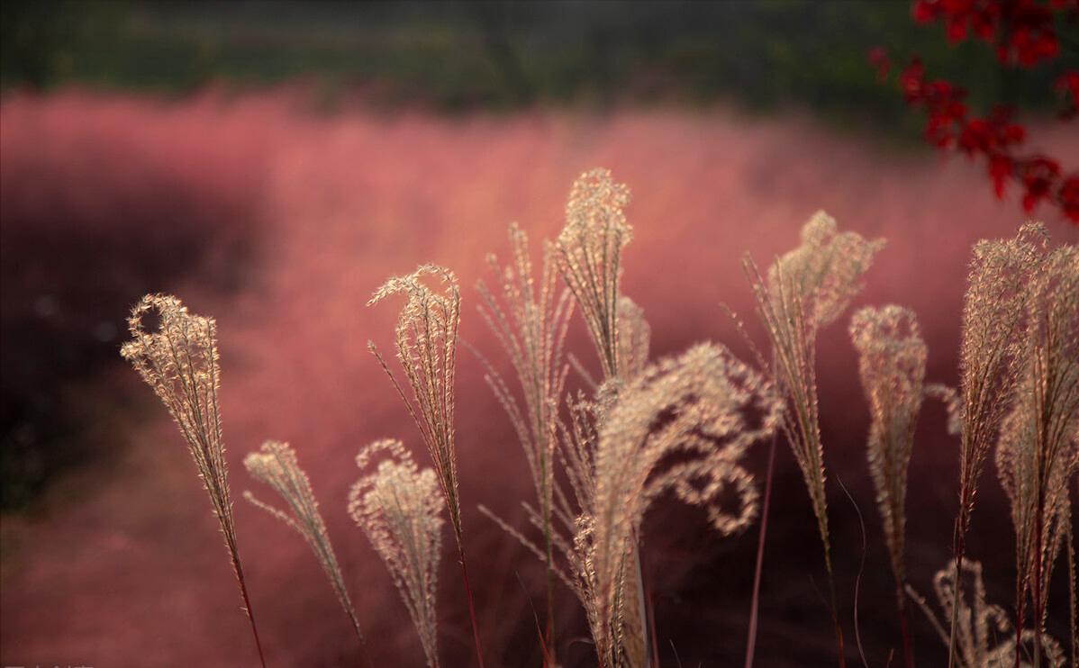 青山隐隐水迢迢秋尽江南草未凋,青山隐隐水迢迢杨再春书法欣赏