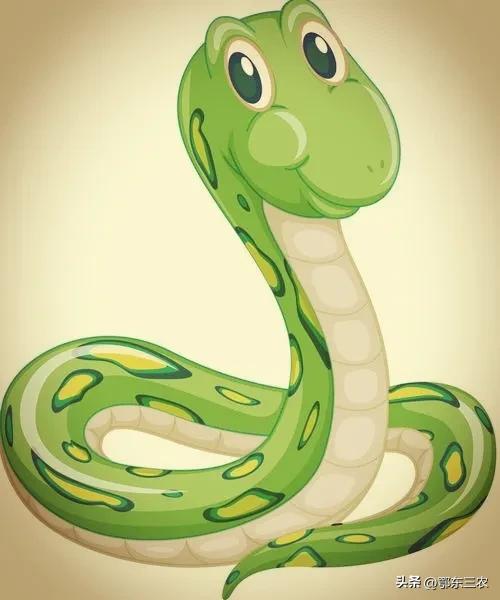 蛇的寿命是多长时间,蛇的寿命有多久