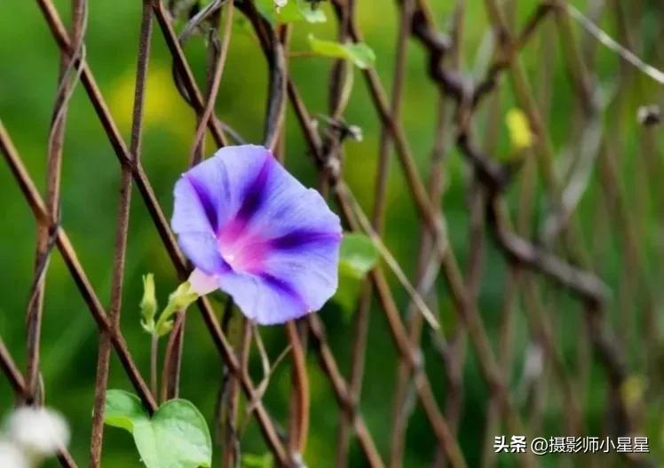小小牵牛花鲜艳夺目,小小牵牛花教学