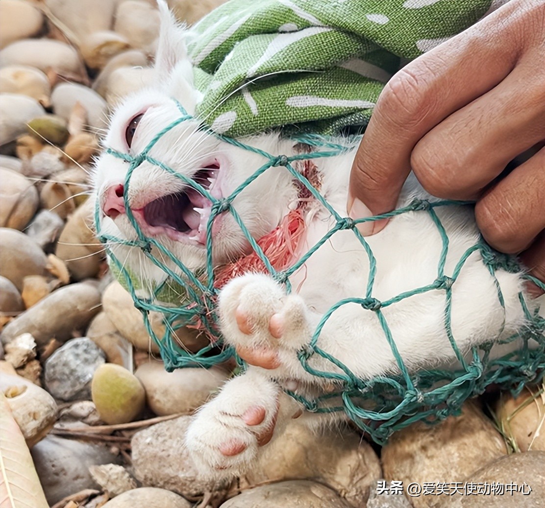 救助|脖子被勒的血痕累累，这只猫到底经历了什么…