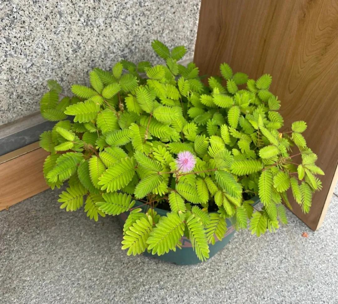 这几种花再便宜也别买,这3种花不要随意去买