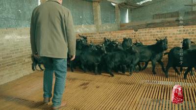 咩咩咩！听羊村“黑宝贝”，奏响山村致富曲