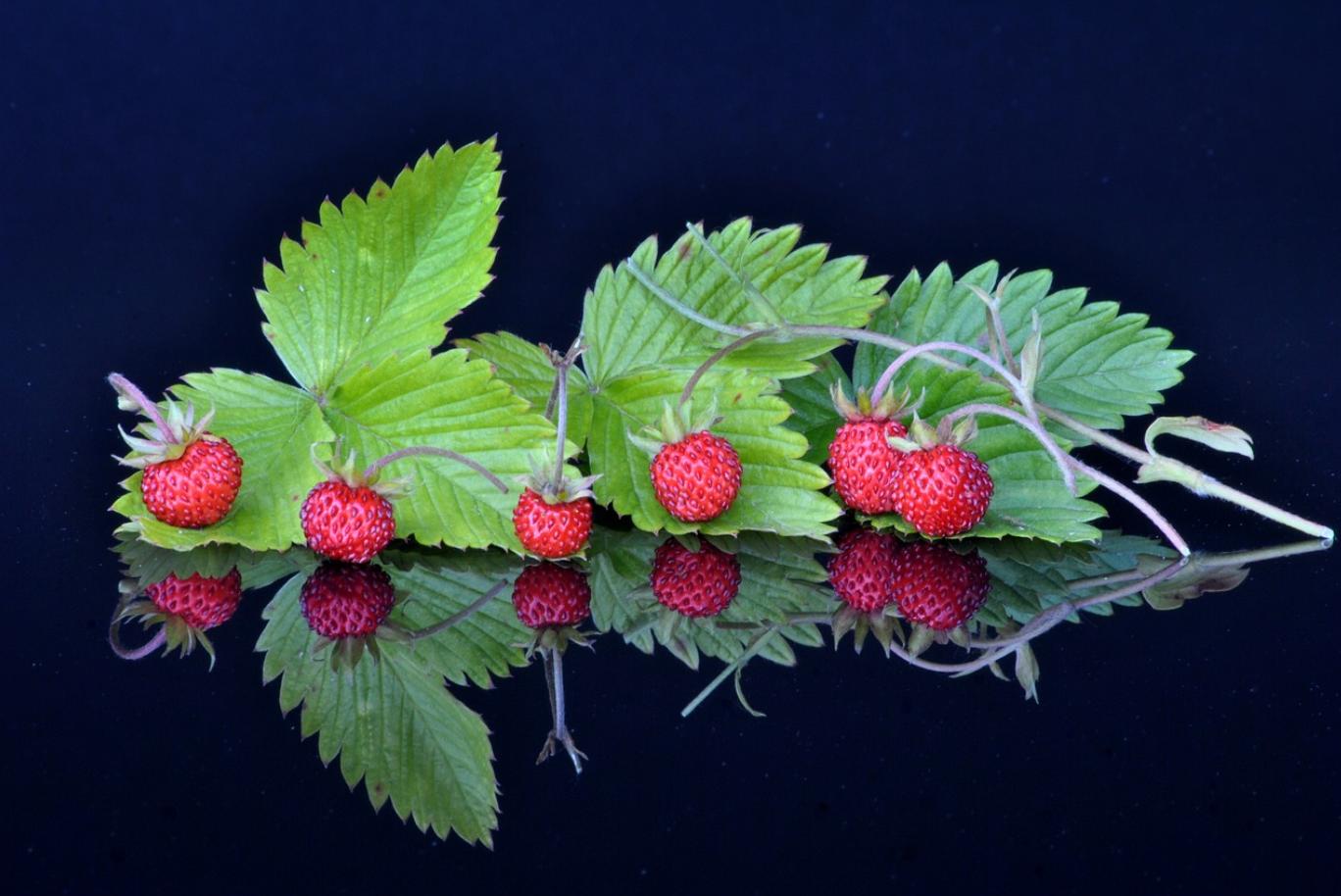 家长乐园:汉语拼音国际音标和英语法语德语发音