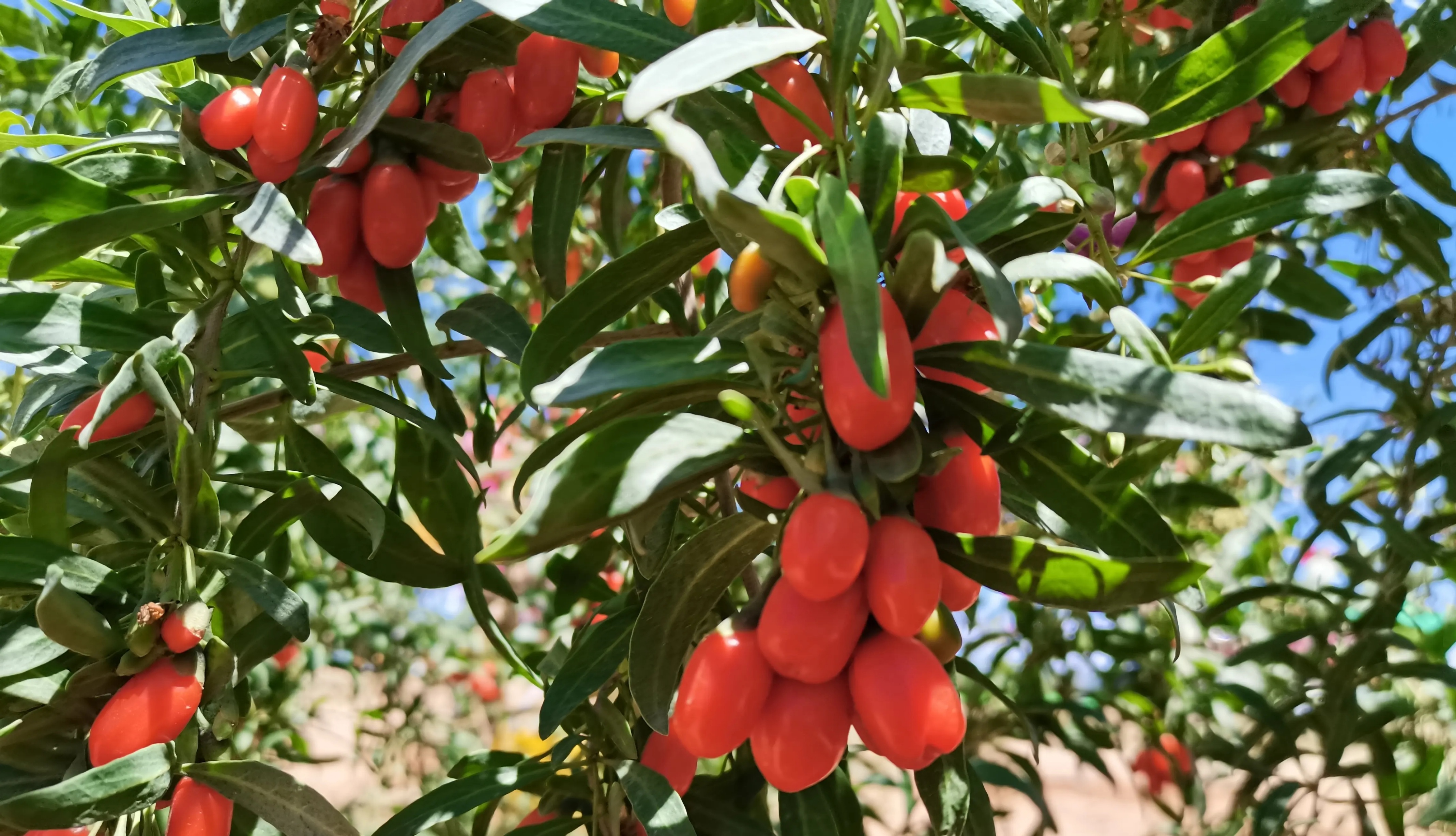 枸杞泡水可以多种搭配吗,枸杞单独泡水喝好还是搭配红枣好