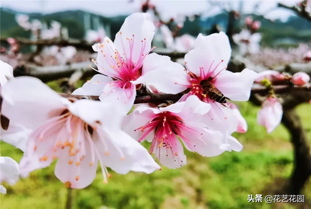 种花防蚊最好的花,驱蚊虫的克星花