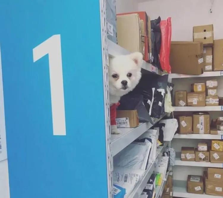 菜鸟驿站靠什么赚钱,菜鸟驿站真的赚钱吗视频