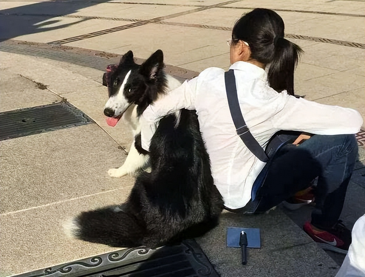 什么狗好养还不拆家还能保护主人,哪种狗不咬人不拆家智商高