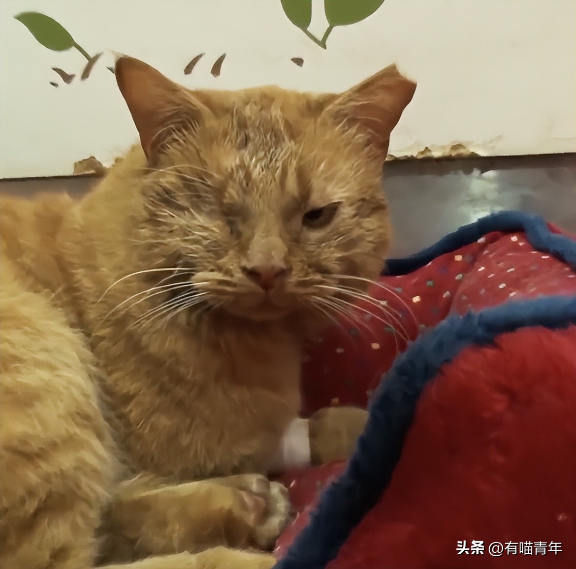 4个月的小奶猫爬上11楼求收养,破大防被拒绝