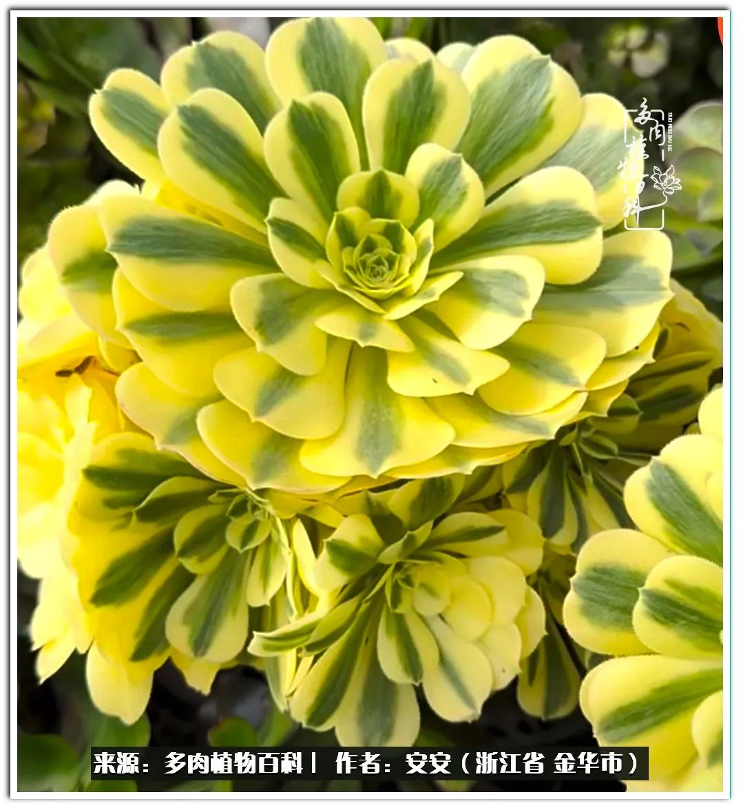 多肉法师花卉品种大全,多肉法师为什么叫法师