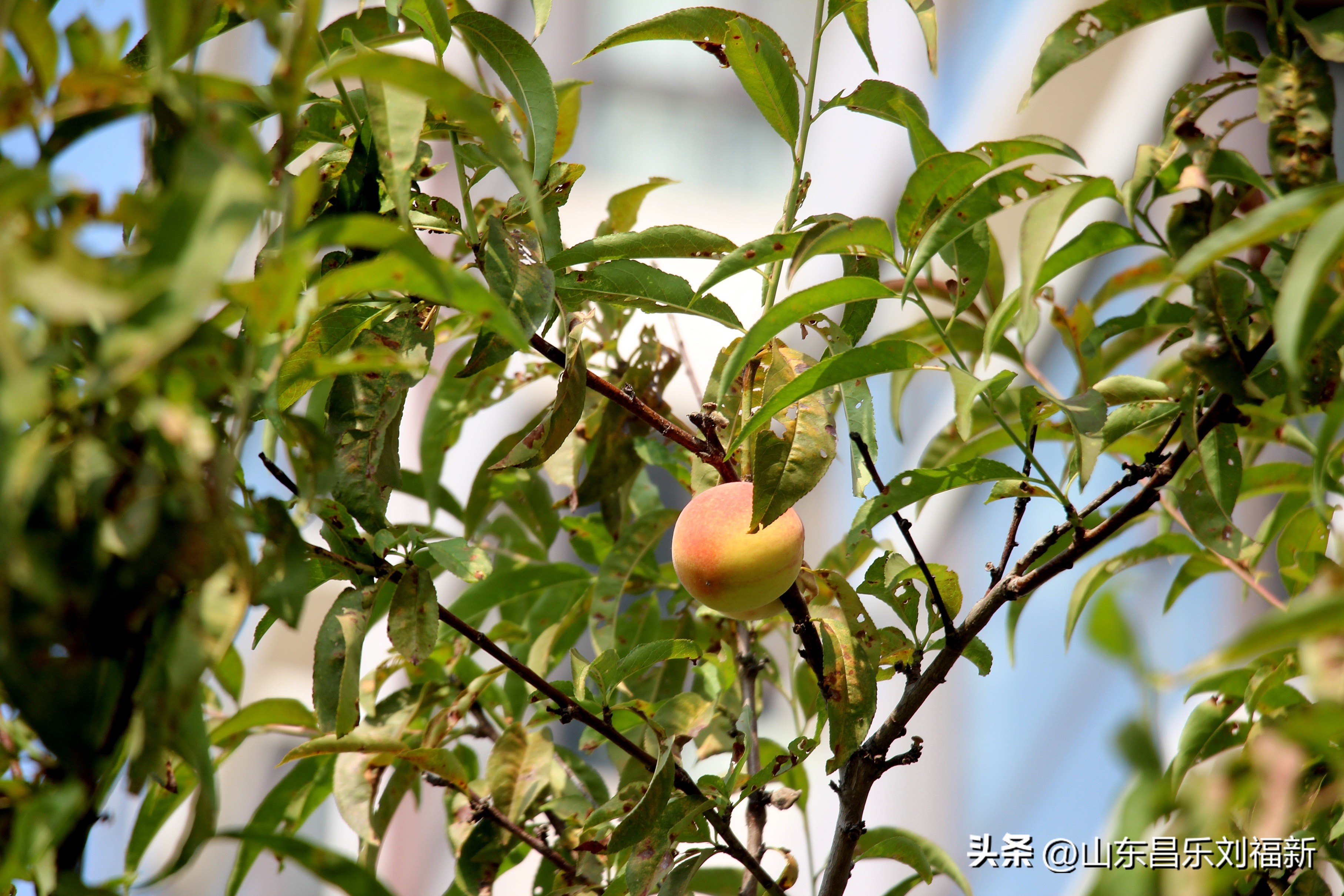 碧水龙庭深圳7栋4单元,顺光风景片拍摄