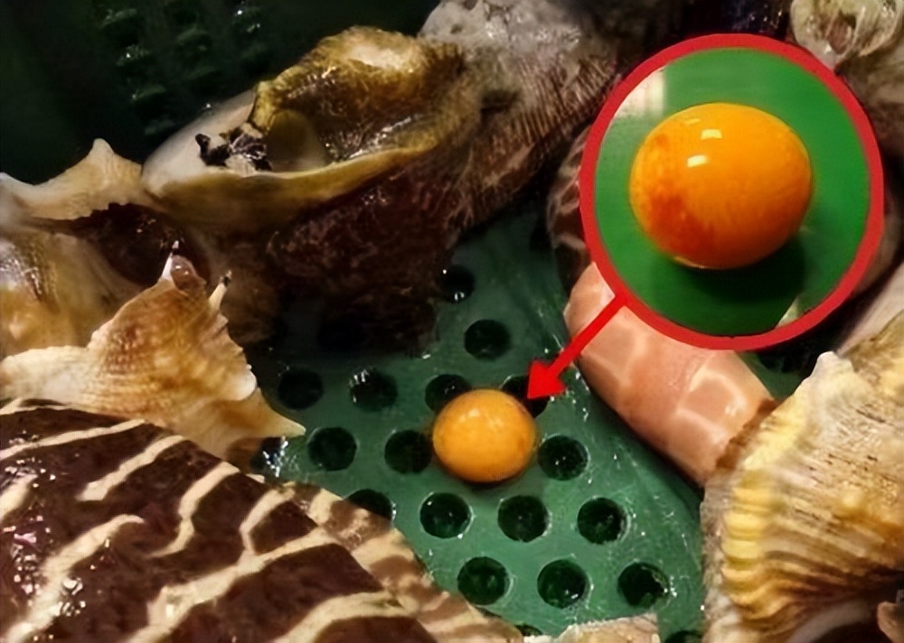 安徽女子买河蚌开出珍珠,女子买椰子螺开出美乐珠