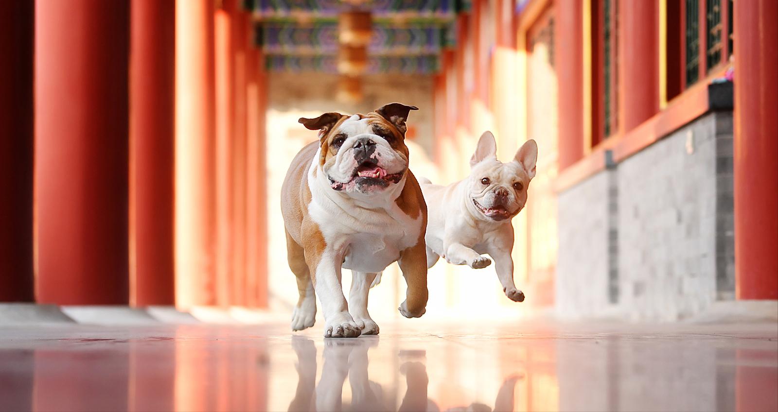 英斗和法斗哪个凶,法斗和英斗哪个比较好